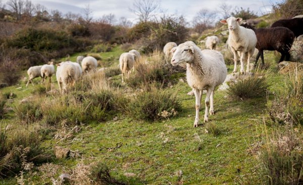 En las temporadas de paridera los animales son más sensibles a los rigores del clima.