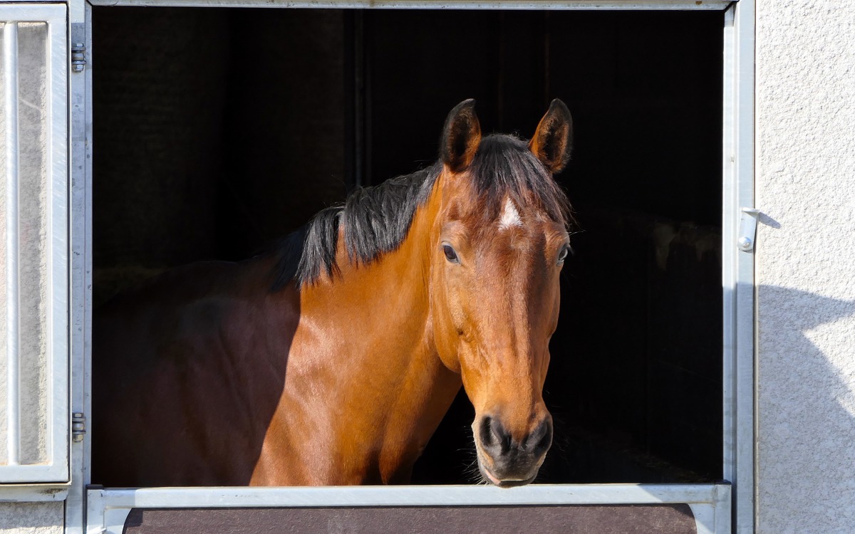 Establos para caballos: aspectos a tener en cuenta en su construcción